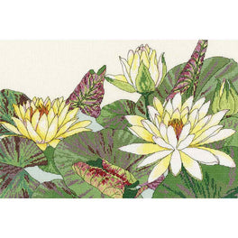 Water Lily Blooms