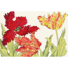 Tulip Blooms