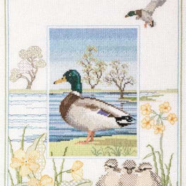 Wildlife - Mallard
